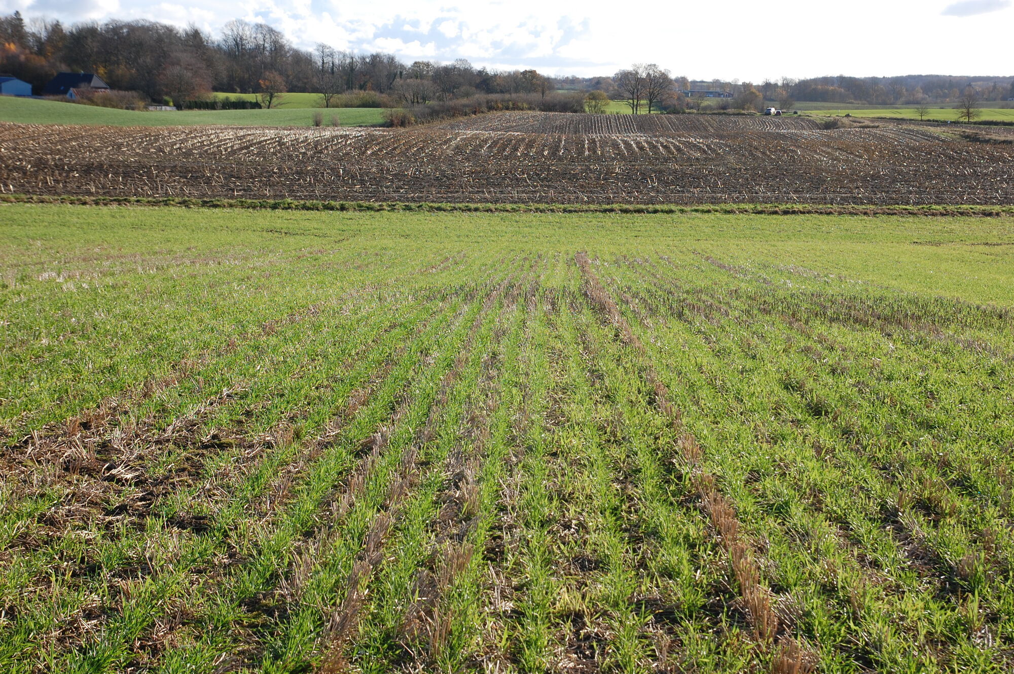Landschaftsaufnahme mehrerer Ackerflächen. Im Vordergrund eine grüne Direktsaatfläche mit jungem Weizenbestand. Im Hintergrund eine kahle Pflugsaatfläche. Dahinter stehen kahle Bäume.