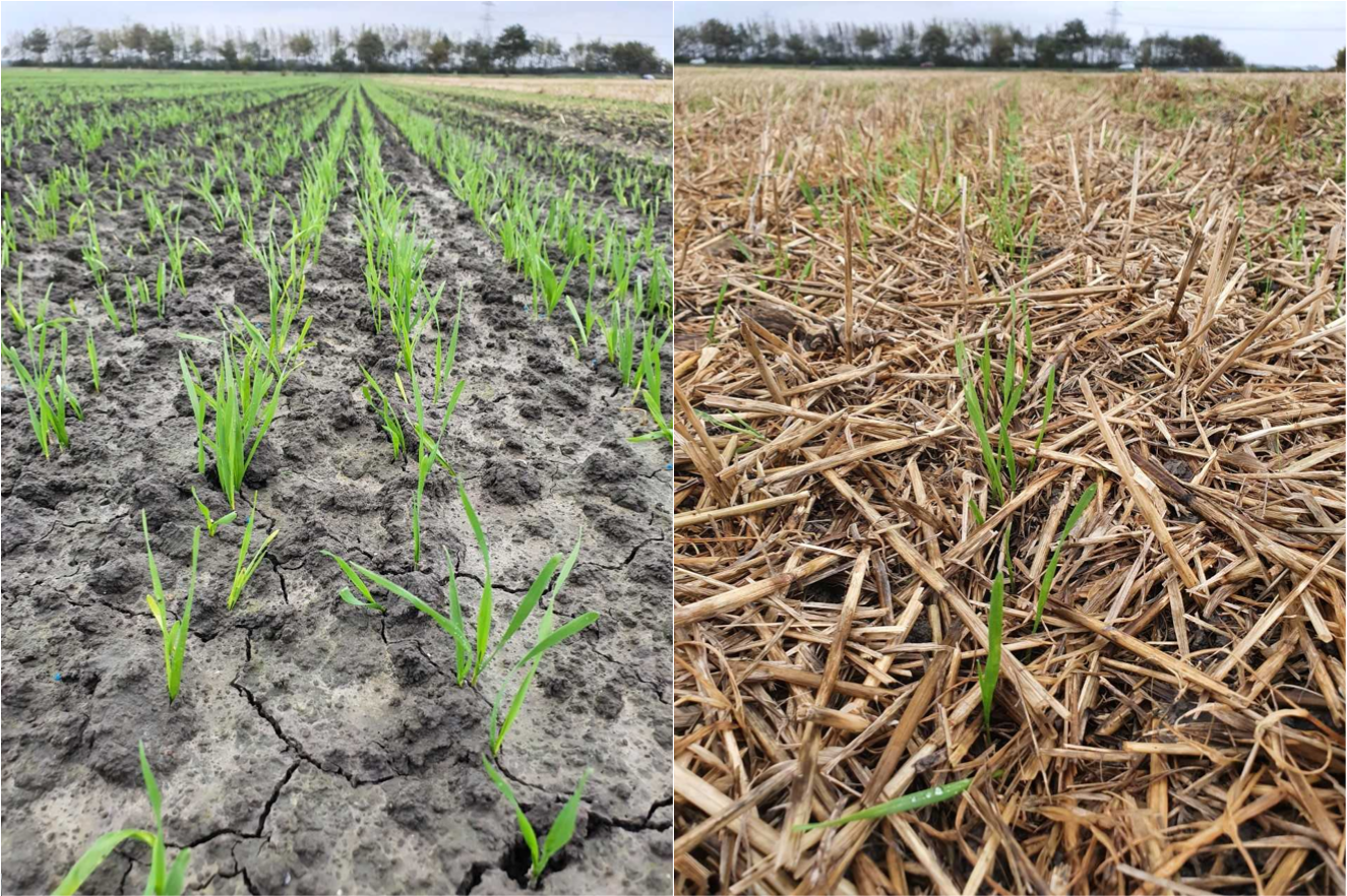 Vergleich zweier Winterweizenbestände: Links eine gepflügte Fläche mit offenem Boden und jungen Weizenpflanzen, rechts ein Direktsaatbestand mit Mulchauflage aus Ernterückständen und auflaufendem Winterweizen.