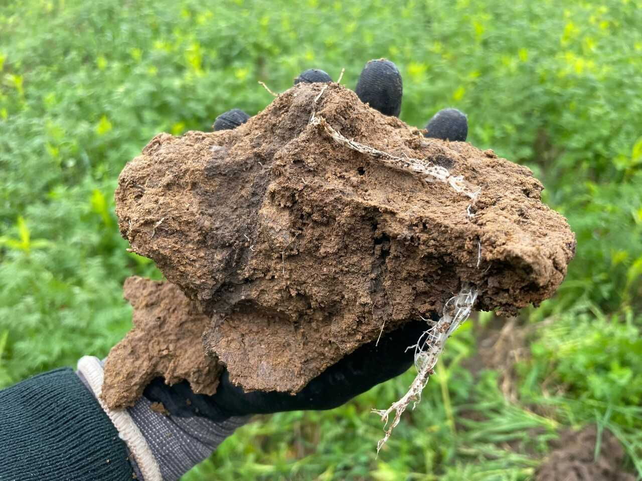 Man sieht einen Arm mit einem Handschuh, der ein großes Stück Boden in der Hand hält. In dem Boden sind große Makroporen zu erkennen, durch die sich weiße Wurzeln ziehen. Im Hintergrund ist eine Grasfläche.