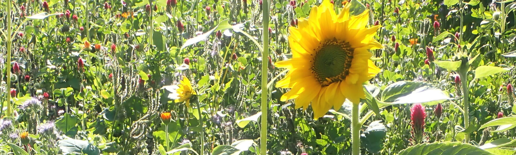 Zusehen ist ein Zwischenfruchtbestand mit vielen verschiedenen bunten Blüten. Im Vordergrund steht eine Sonnenblume.