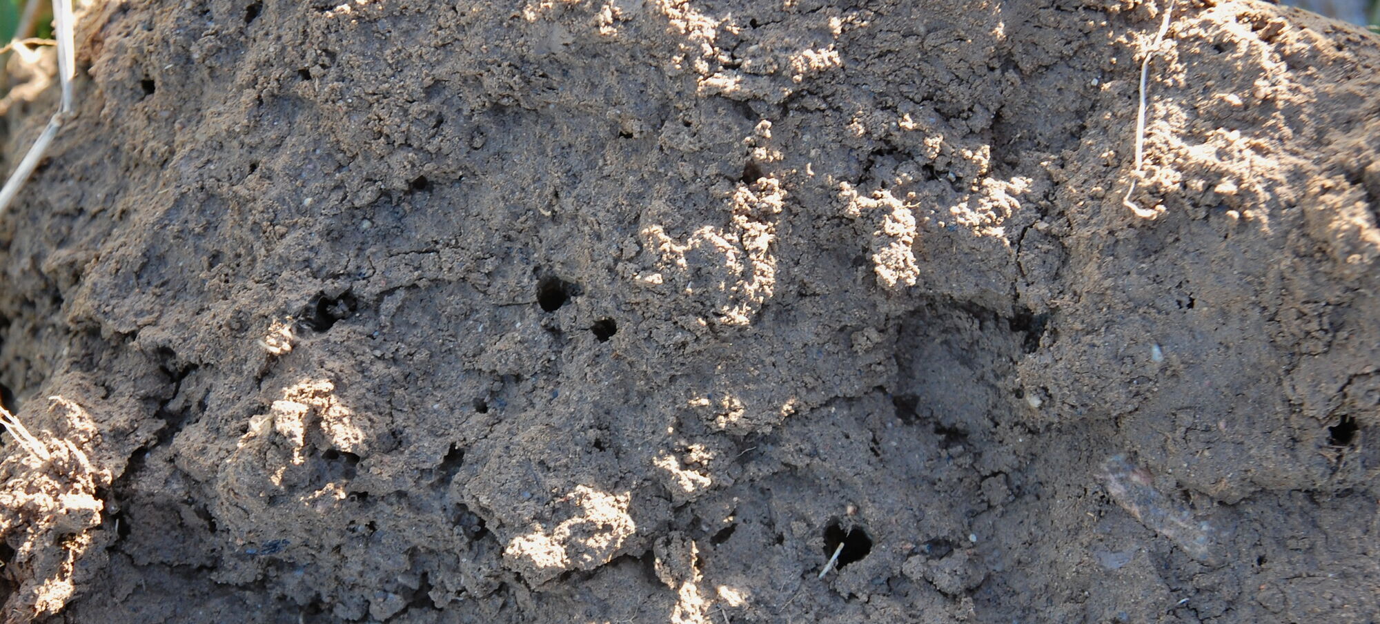 Man sieht die Nahaufnahme eines Bodens mit großen Regenwurmlöchern.