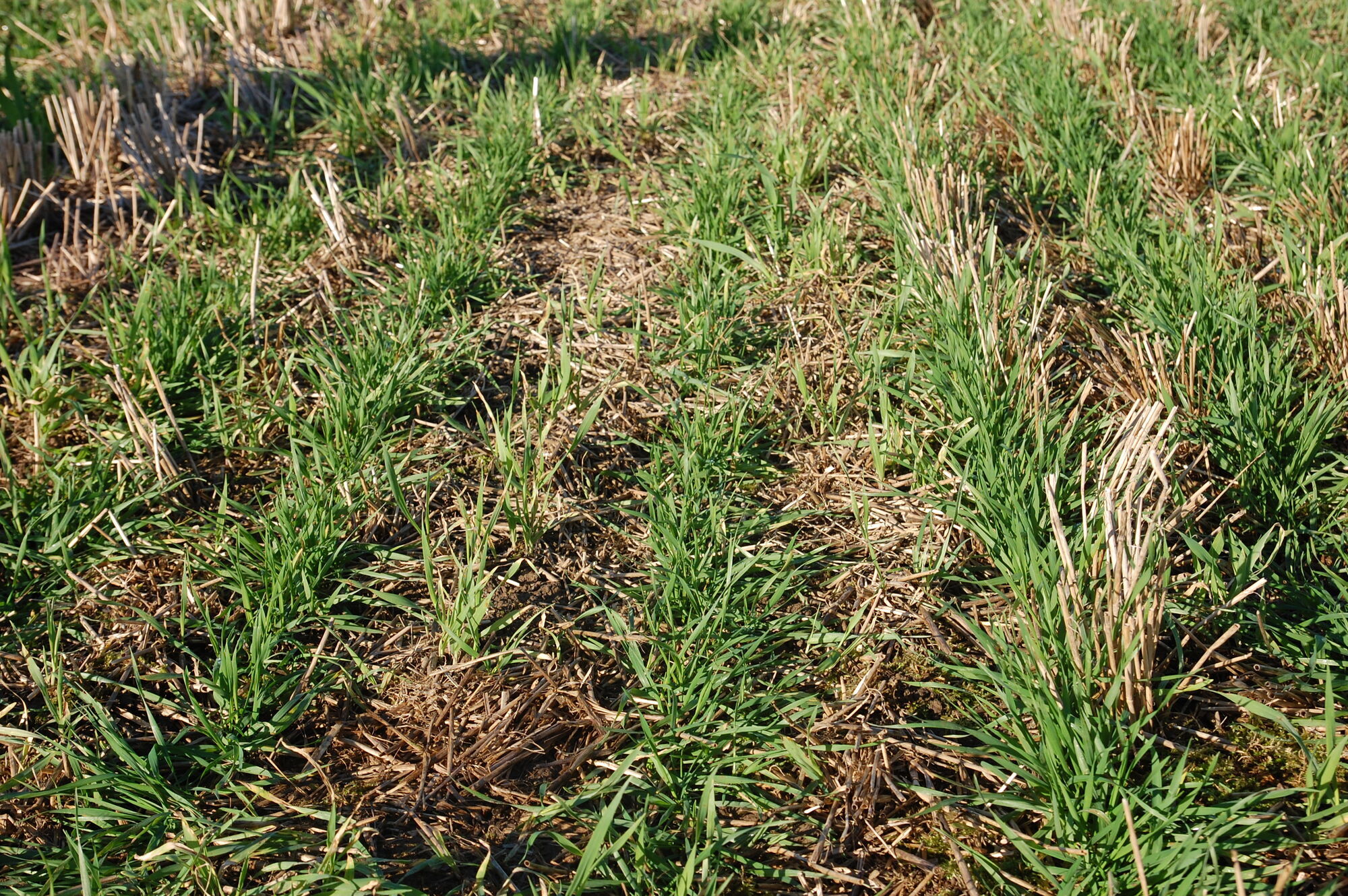 Nahaufnahme einer Direktsaatfläche. Man sieht braune Strohreste auf der Ackerfläche und dazwischen Anbaureihen von jungen Pflanzen aufwachsen.