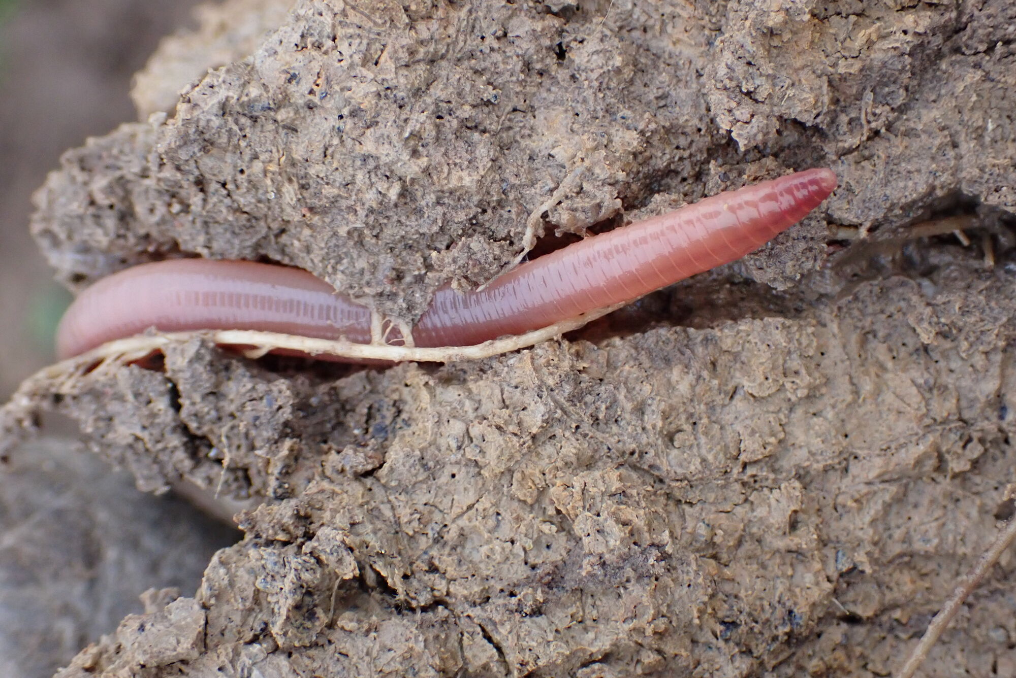 Ein Regenwurm schlängelt sich durch einen Porenquerschnitt im Boden.
